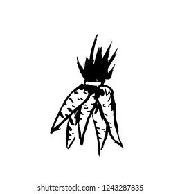 Bunch of carrots. Grunge icon. Vector illustration.