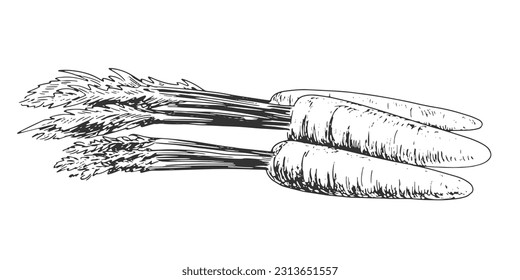 Bunch of carrots isolated on white background. Hand drawn three carrots with tops, leaves. Black and white vegetable. Food drawn with hatching. Carrot sketch
