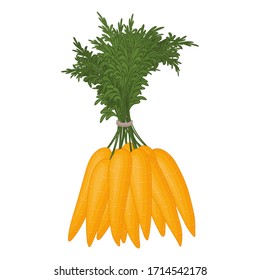 Bunch of carrots on a white background. Fresh vegetables. Isolated object on a white background. Cartoon style.