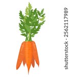 Bunch of carrots with tops. Bright Carrot vegetable with leaves. Farm carrot plant icon. Organic garden vegetarian food. Vector illustration isolated on white background.