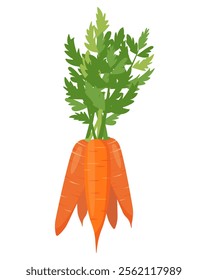 Bunch of carrots with tops. Bright Carrot vegetable with leaves. Farm carrot plant icon. Organic garden vegetarian food. Vector illustration isolated on white background.