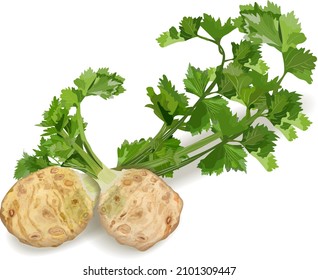 Un montón de apio emana apio con hojas para carteles, volantes, afiches, medios sociales. Hortalizas ecológicas y saludables, dietéticas y vegetarianas. Ilustración del vector aislada en fondo blanco