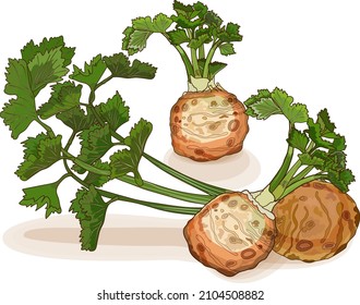 Bunch of celery roots celery with leaves for banners, flyers, posters, social media. Organic, healthy, vegetarian vegetables. Vector illustration in cartoon style isolated on white background