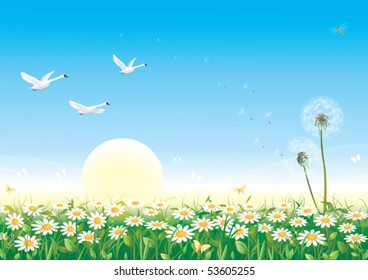 Bunch of chamomiles over background with swan