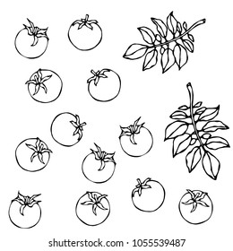 Bunch of Cherry Tomatoes With Leaves. Botanical Gardening Illustration. Ketchup Logo or Vegetable Salad. Realistic Hand Drawn Vector Illustration. Savoyar Doodle Style.