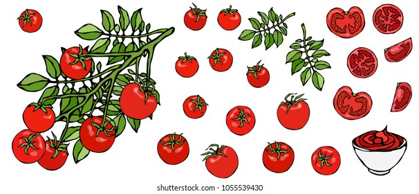 Bunch of Cherry Tomatoes on a Branch With Leaves and Ketchup Bowl. Botanical Gardening Illustration. Ketchup Logo or Vegetable Salad. Realistic Hand Drawn Vector Illustration. Savoyar Doodle Style.