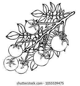 Bunch of Cherry Tomatoes on a Branch With Leaves. Botanical Gardening Illustration. Ketchup Logo or Vegetable Salad. Realistic Hand Drawn Vector Illustration. Savoyar Doodle Style.