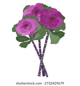 Bunch Chinese Flowering Purple Cabbage for botanical themes, seasonal decor, garden inspiration, cultural storytelling, educational materials, eco concepts.