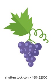 Bunch or cluster of red grapes. Blue grapes with a leaf. Red vine. Fruit for preparation check elite vintage strong wine. Grapery racemation. Part of series of viniculture production items. Vector