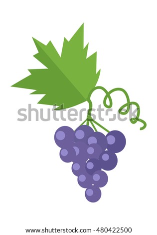 Bunch or cluster of red grapes. Blue grapes with a leaf. Red vine. Fruit for preparation check elite vintage strong wine. Grapery racemation. Part of series of viniculture production items. Vector