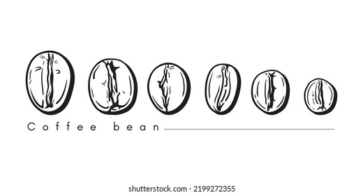Bunch of coffee beans lined up horizontally in line art style