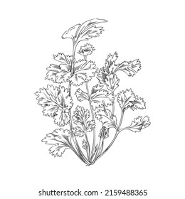 Bunch of coriander herbs in outline sketch style, vector illustration isolated on white background. Aromatic cilantro or Chinese parsley, branch with leaves. Hand drawn food ingredient.