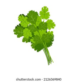 Bunch of coriander isolated on white. Vector color illustration of leafy green seasoning for food. Edible plant.