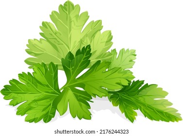 a bunch of coriander leaves on a white background vector illustration.