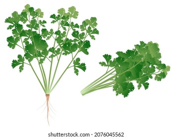 bunch of Coriander leaves vector illustration on white background.