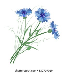 Bunch of cornflowers on a white background.