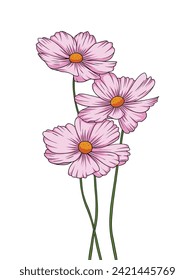 A bunch of cosmos flowers on a white background