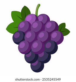 Manojo de uva oscura aislado sobre fondo blanco. icono de fruta, ilustración plana de dibujos animados de Vector. 