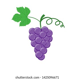 Bunch of dark grapes with a leaf. Vector illustration