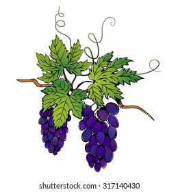Bunch of dark grapes with leaves. Vector illustration