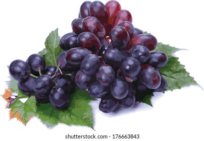 A bunch of dark grapes (vector) on a white background