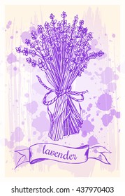 A bunch of dry lavender with a banner. Vector illustration.