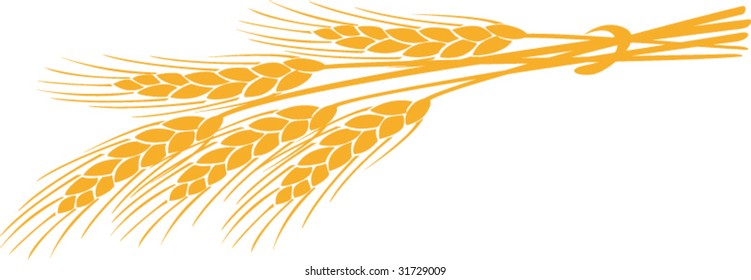 Bunch of ears of wheat on a white background
