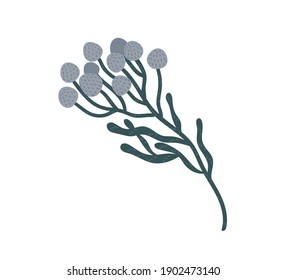 Bunch of elegant brunia flowers on stem. Botanical floral element. Colorful flat vector illustration isolated on white background