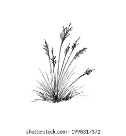 Bunch of fescue grass in engraving style. Drawing of plant common blue fescue seasonal food for cattle. Vector illustration in engraving style isolated on white