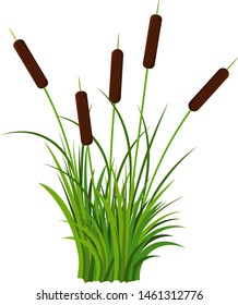 Bunch of five reed stems with leaves plant with grass vector isolated on white background