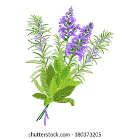 Bunch of flowering sage and rosemary. Vector illustration