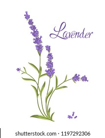 Bunch of flowers violet lavender, vector illustration for packaging products containing lavender