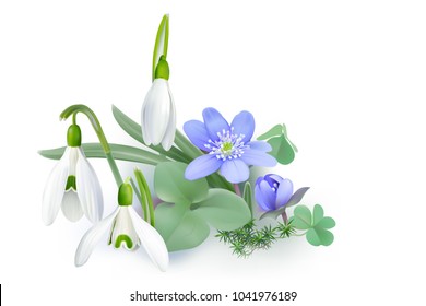 Bunch of Forest flowers, messengers of spring - Background.
Wildflowers as Snowdrops and Liverwort blooming on the forest floor. Vector illustration, realistic style, white background.