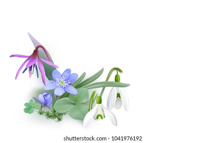 Bunch of Forest flowers, messengers of spring - Background.
Wildflowers as Snowdrops, Trout lily and Liverwort blooming on the forest floor. Vector illustration, realistic style, white background.