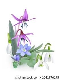 Bunch of Forest flowers, messengers of spring - Background.
Wildflowers as Snowdrops, Trout lily and Liverwort blooming on the forest floor. Vector illustration, realistic style, white background.