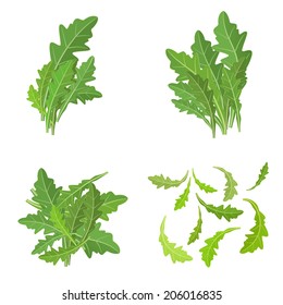 bunch fresh arugula herb isolated set