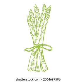 Bunch of fresh asparagus drawn sketch, vector illustration. Green organic wholesome grown food. Healthy lifestyle product. Engraving, vintage. Isolated object.