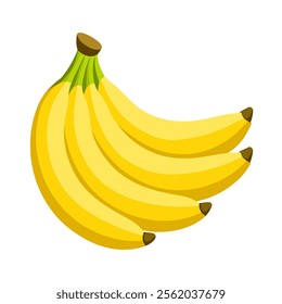 Bunch of fresh banana vector and illustration of high quality