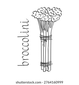 A bunch of fresh broccolini stems tied together. Concept of healthy eating, plant-based nutrition, and natural organic food. Symbol of freshness, balanced diet, and modern wellness lifestyle.