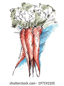 Bunch of fresh carrots drawn with watercolor pencils and ink. EPS 10. No transparency. No gradients.