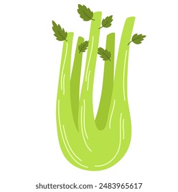 Bunch of fresh celery stalks with leaf. Raw green vegetable. Crunchy healthy snack. Flat vector illustration of vegetarian superfood isolated on white