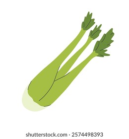 Bunch of fresh celery stalks with leaf. Raw green vegetable. Crunchy healthy snack. Flat vector illustration of vegetarian superfood isolated on white. Vector illustration