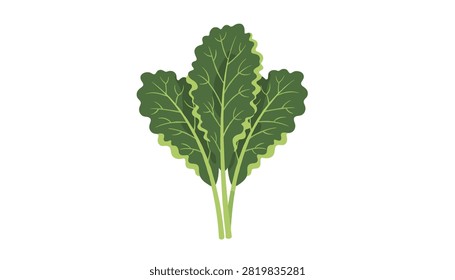 Bunch of fresh dark green curly kale leaves with stems bundled together on a white background.