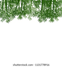 Bunch of fresh dill on isolated background.Vegetable templates.Culinary herb.
