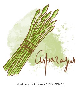 Bunch of Fresh green Asparagus stems isolated icon. Spring Rareripes. hastings, farm market, Vector illustration. hand-drawn vintage style popular seasonal raw vegetable for cooking, Healthy lifestyle