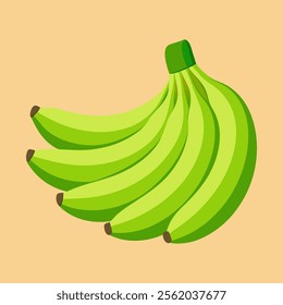 Bunch of fresh  green banana vector and illustration of high quality