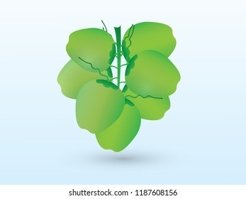 A bunch of fresh green coconut just plucked from tree on white background vector illustration