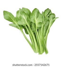 A bunch of fresh green spinach leaves arranged neatly.