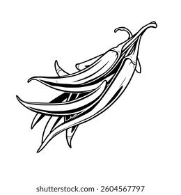 A Bunch of Fresh Okra Pods Line Art Illustration