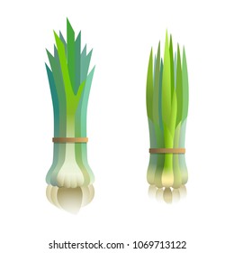 bunch fresh onion and garlic, vector illustration on isolated background